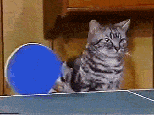 Cats-PingPong.gif