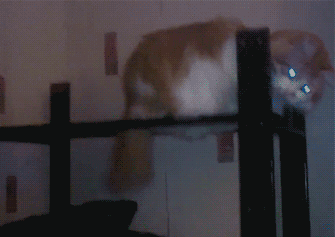 ani_fedora-cat-m'lady.gif