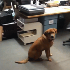 dog-cant.gif