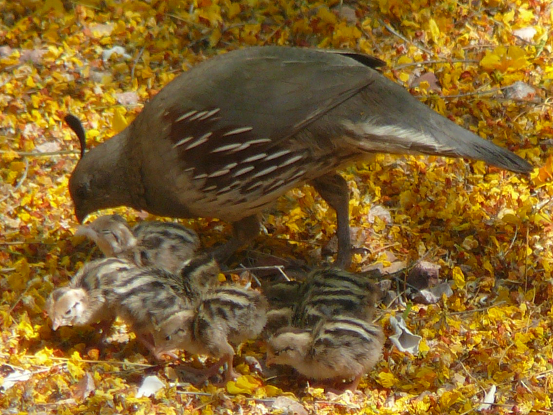 babyquail.jpg