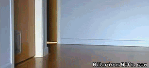 ani_mariocart-cats.gif