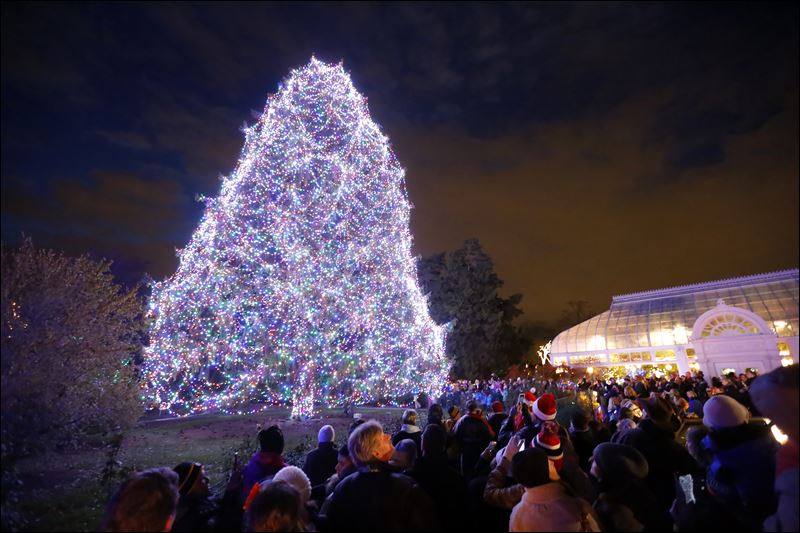 CTY-tree16p.jpg