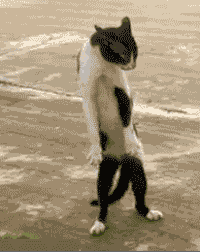 5227cb917b6b50fbd9b6a44ab3c0c029.gif