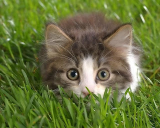 cat1v-769398.jpg