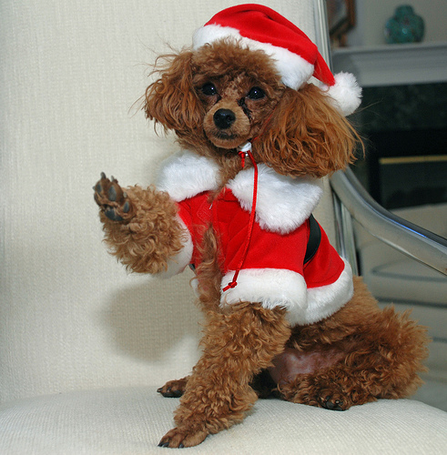 dog-christmas.jpg