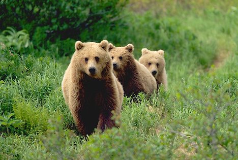 cute+three-little-bears+bear+facts+bear+attacks+bear+species+bears+of+USA+Bears+Australia+bears+Canada+bears+France+bears+Europe+bears+beautiful+amazing+animal+attacks+news+picture.jpg
