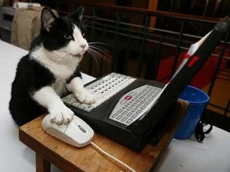 cat20typing.jpg