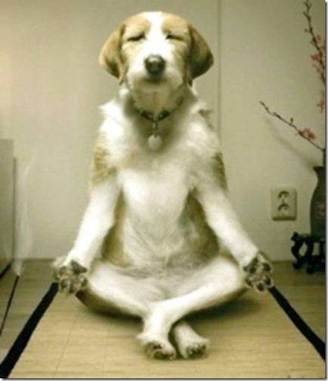 meditation-dog.jpg