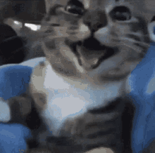 happy-cat-smile-cat.gif