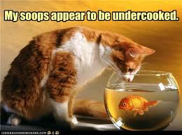 lolcat%2Bsoup.jpg