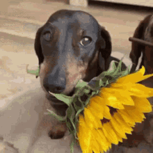 dachshund.gif