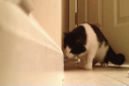 gif-getting-scared-by-door-stop