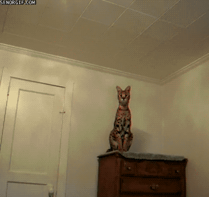 Funny-Cat-Gifs-26.gif