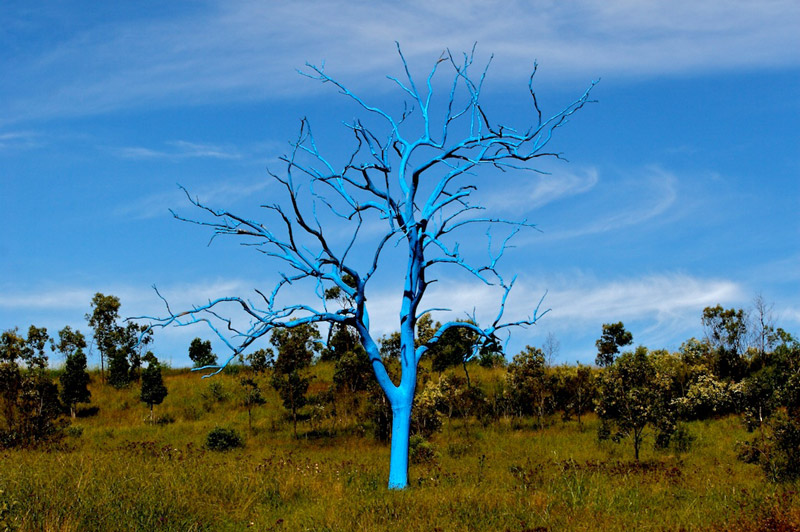 mount_annan_blue_tree_original.jpg