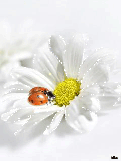 d6ad2014592ebe03681ce8dc5606fee2.gif