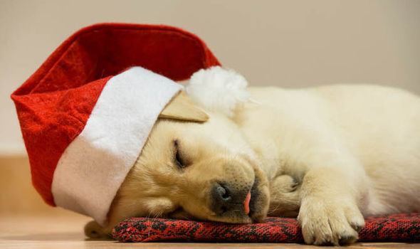 Pets-puppy-Christmas-gift-625717.jpg
