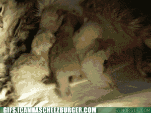 newborn-kitten-fight