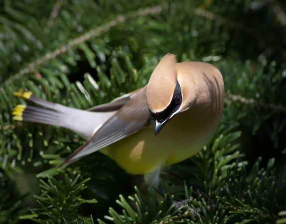 Cedar-Waxwing-9760-M.jpg
