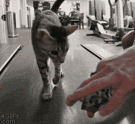 ani_treadmill-cat-feed.gif