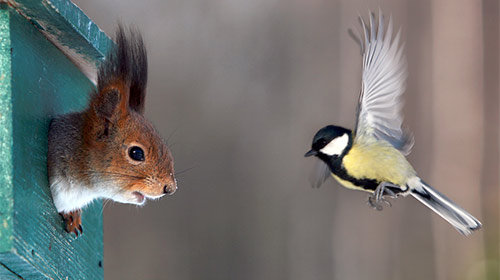 lillibird+squirrel+bird.jpg