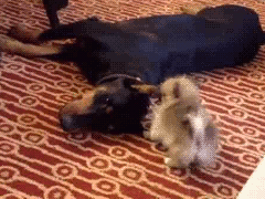 puppy-pom-and-doberman-playtime