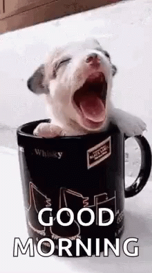 4be9f7b699d2fbdad34acd8fb89a012f.gif