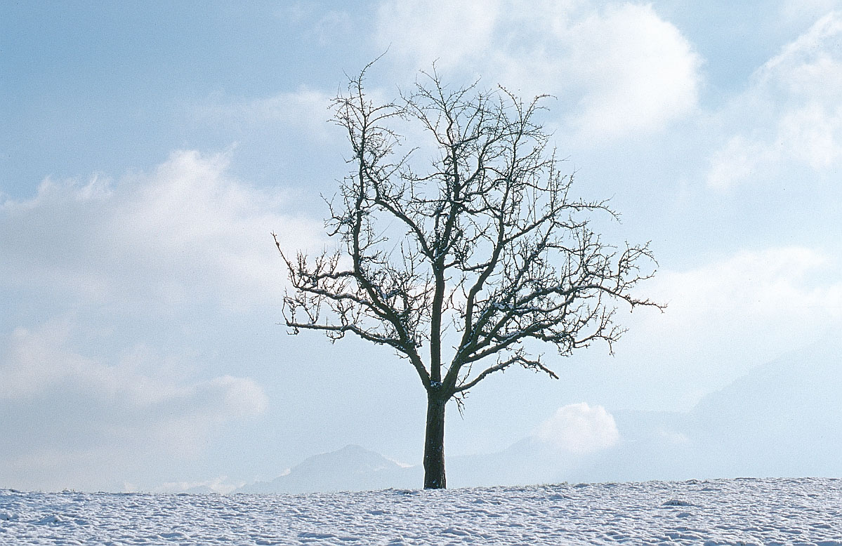 tree-winter.jpg