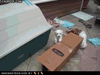 goggie-gif-whats-in-the-box
