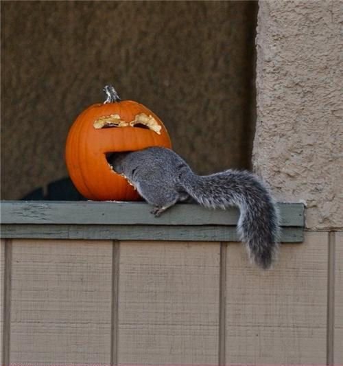 halloween-funny-photo-pumpkin-eating-squirrel.jpg