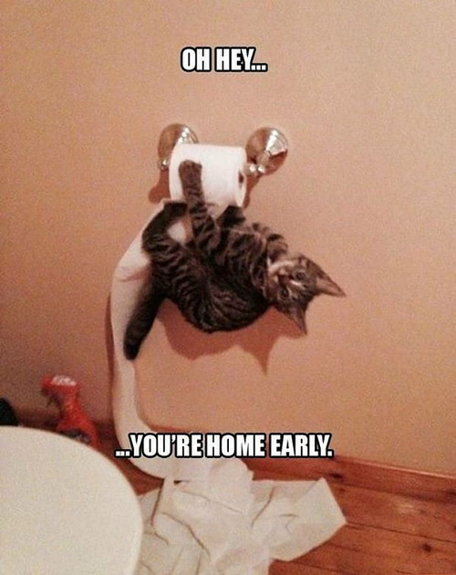 toilet-paper-cat.jpg
