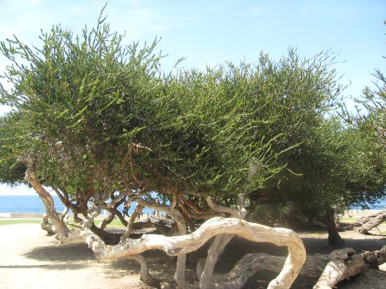 interesting-tree.jpg