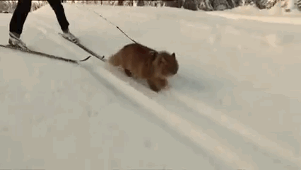 VPj.gif