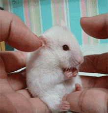 gif-of-white-hamster-looking-surprised