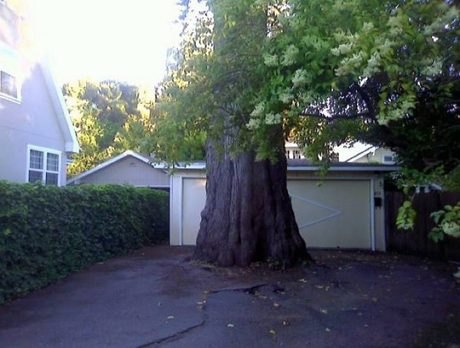 massive-driveway-tree.jpg