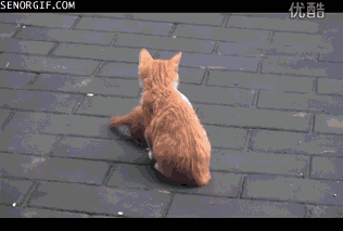 my-friend-is-a-little-weasel