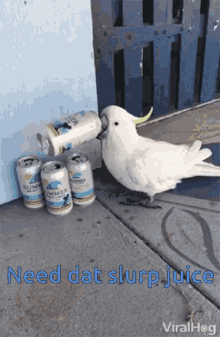 tenor.gif