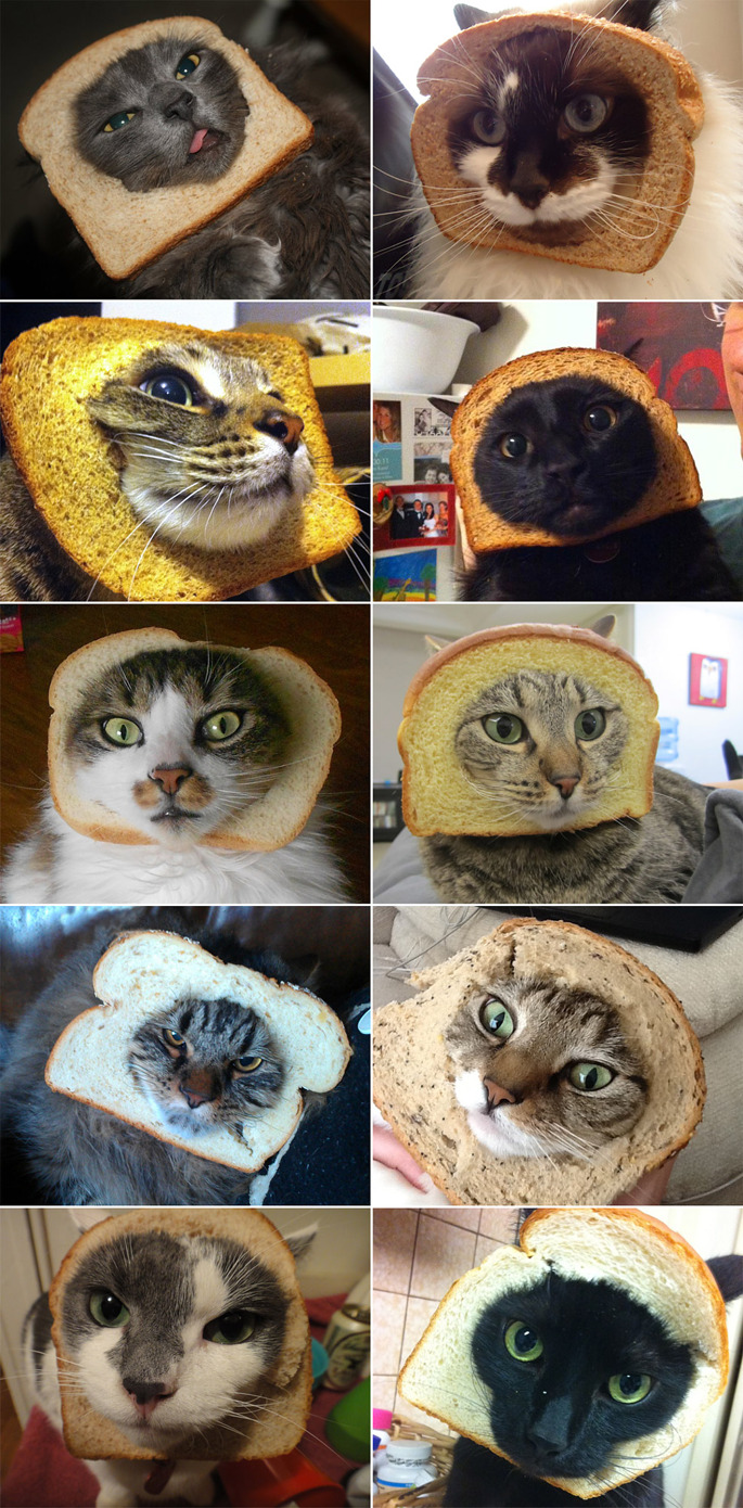bread-cats_sm.jpg