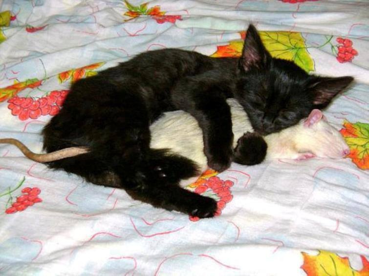 cat-cuddling-with-mouse.png