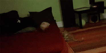 i-thought-they-were-supposed-to-chase-a-rabbit