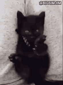 kitten-black-cat.gif