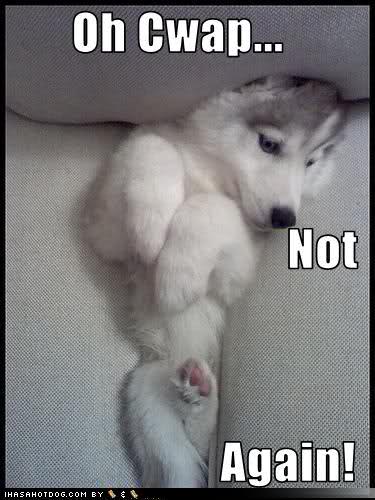 funny-pets10.jpg