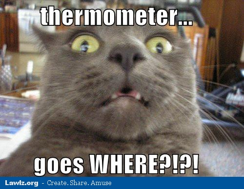 thermometer-goes-where-funny-cat-meme.jpg