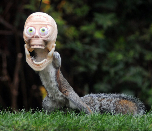 squirrels.jpg