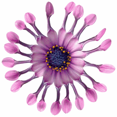glitterflowercat.gif
