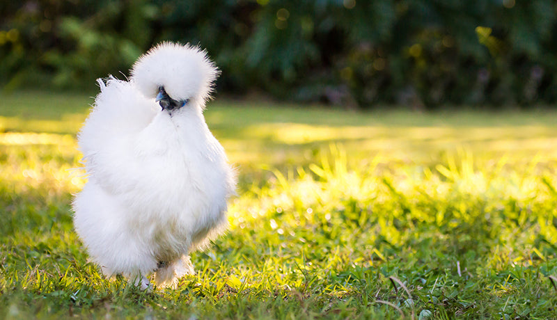 chicken-breeds-silkie-white_800x.jpg