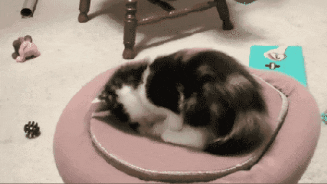 funny-cat-2020-6.gif