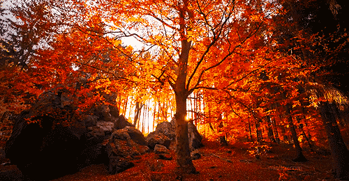 foliage.gif