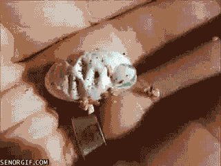 chameleon-hatchling