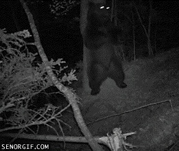 dancing-bear