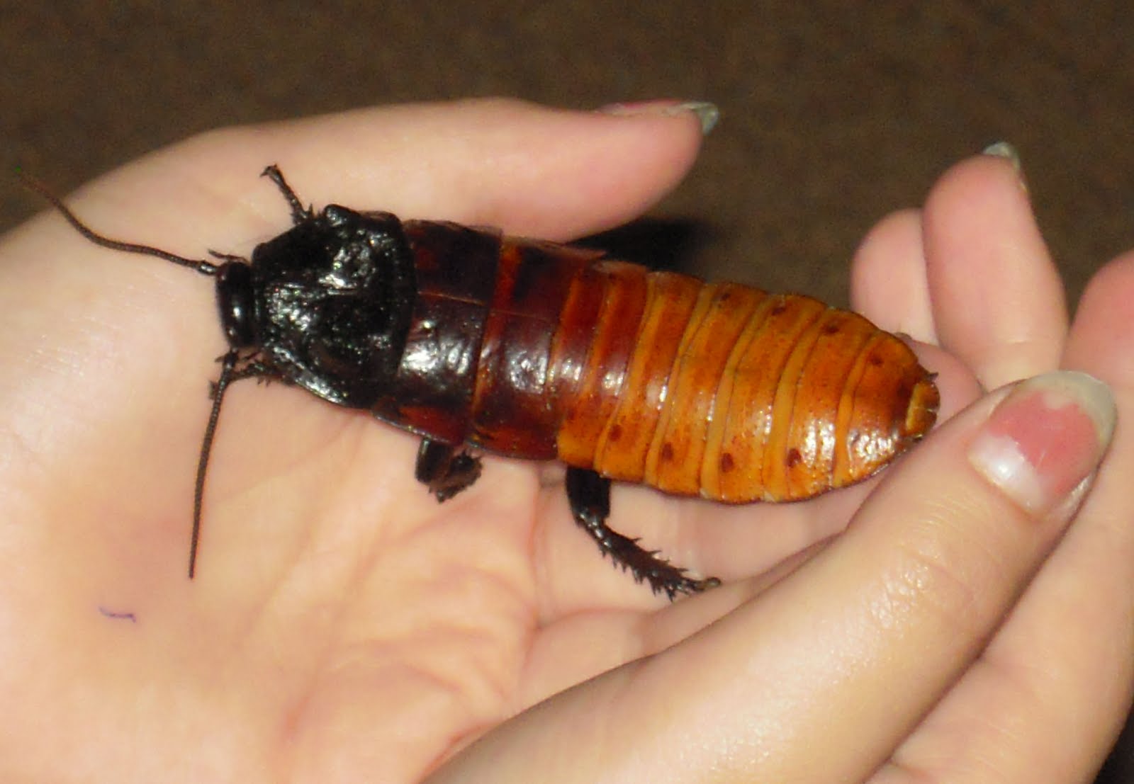 giant+cockroach.jpg